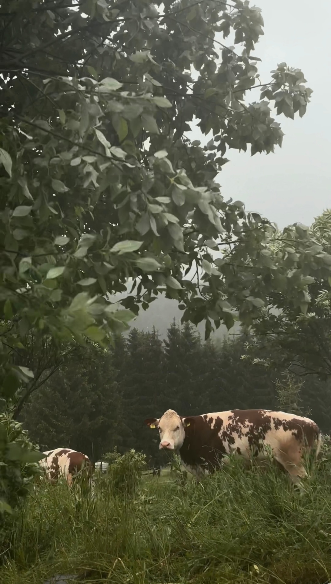 Kühe auf der Weide im Nebel